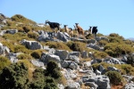 Kreta