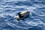 LaGomera