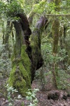 LaGomera