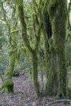 LaGomera