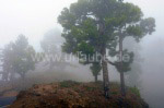 Märchenhafter Kiefernwald im Nebel