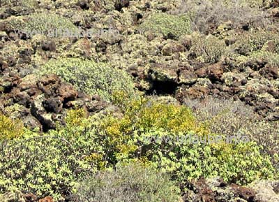 Nach Tausenden von Jahren wachsen auf einem Lavafeld knöchelhohe Sträucher