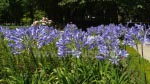 Auch bekannte Pflanzen sind im botanischen Garten zu sehen