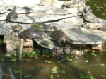 Unzählige Schildkröten im Teich der Bahnhofshalle 
