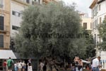 1000 Jahre alter Olivenbaum am Plaça Cort