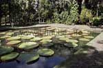 Wasserlilie Victoria Regia