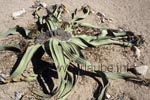 Welwitschia mirabilis