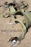 Welwitschia mirabilis