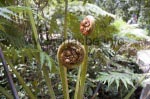 Blatt eines jungen Baumfarns, auch Koru genannt