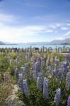 Die Lupinen am Lake Tekapo strahlen mit dem türkisfarbenen Wasser des Sees um die Wette.