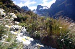 Mountain-Daisys oder auch Berg-Gänseblümchen auf dem Routeburn Track