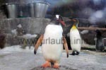 Kaiserpinguine in Kelly Tarlton's Antarctic Encounter & Underwater World