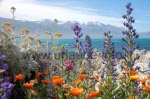 Farbenfrohe Blütenpracht Ende November: Sommerbeginn in Kaikoura