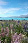 Der Lake Tekapo lädt zum Verweilen ein.