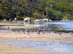 Stewart Island ist perfekt zum Beobachten von Vögeln.