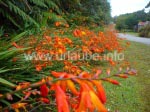 Farbenfrohe Blumen auf dem Rückweg nach Oban