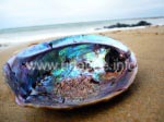 Auch die wunderschönen Pauamuscheln kann man ganz einfach am Strand der Catlins finden.