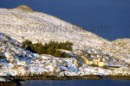 Hurtigruten