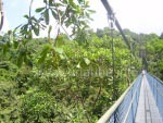 Tree Top Walk