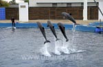 Vorführung im Delfinarium