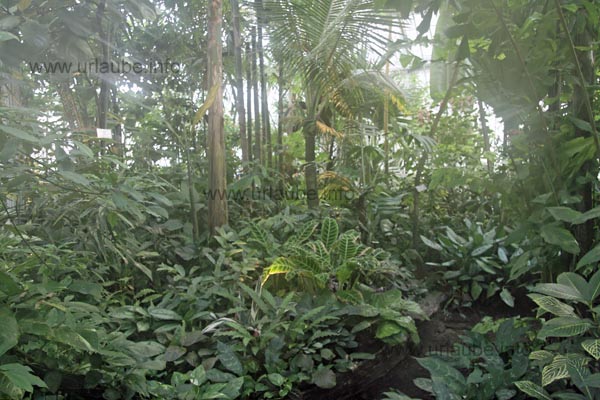 Im tropischen Teil des Palmengartens gedeihen üppige großblättrige Grünpflanzen durch das feucht-warme Klima.