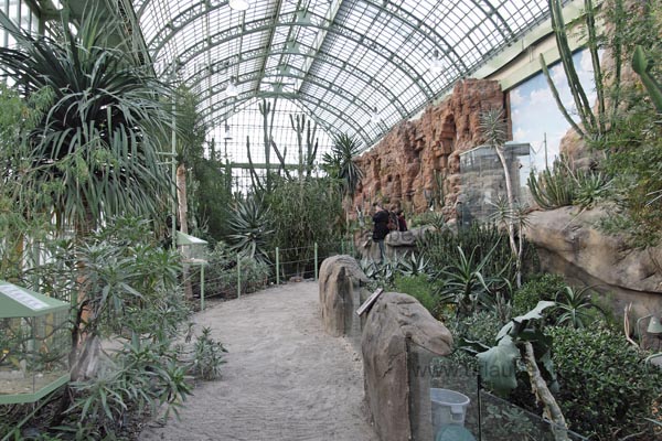 Die Vegetation im Wüstenhaus besteht hauptsächlich aus Kakteen.